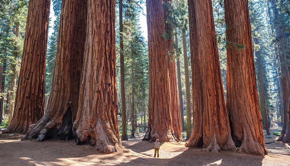 Giant sequoias